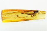 Two Fossil Black Flies (Simuliidae) In Baltic Amber #278791-1